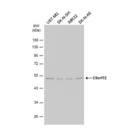 C9orf72 antibody