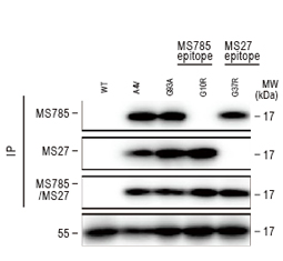 SOD1 (mutant) antibody (GTX57211) 