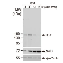 PER2 antibody (GTX129688)