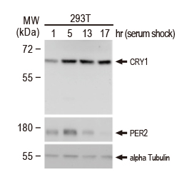 CRY1 antibody (GTX132177)