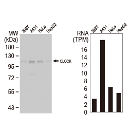 CLOCK antibody (GTX134464)