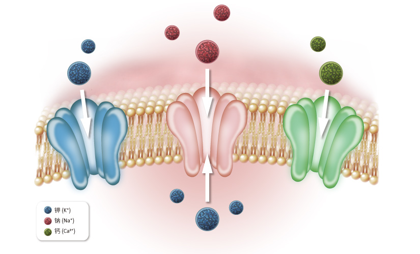 Ion Channels