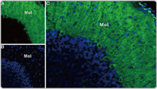 Cav3.1 antibody