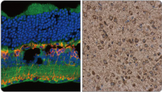 P2X7 antibody