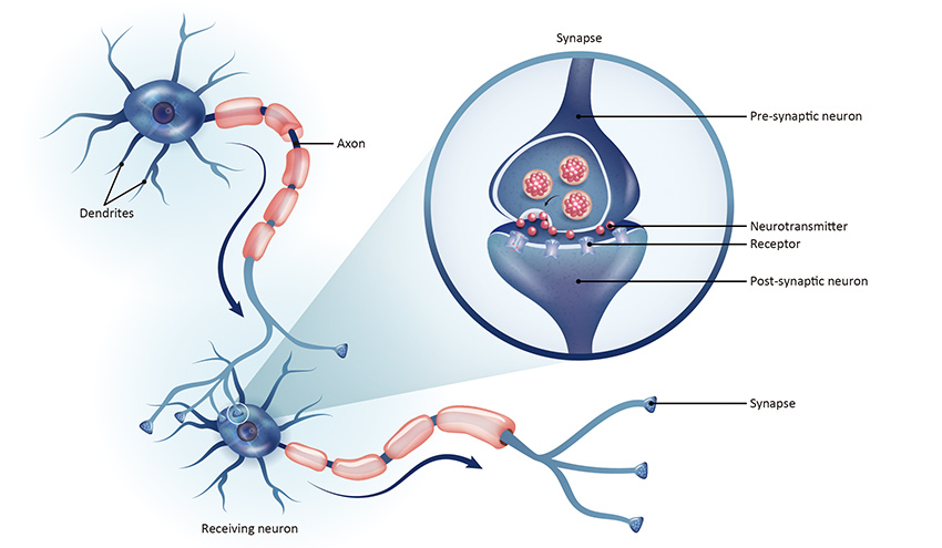 Neurites & Synapses