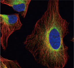 Grp58/ERp57 antibody (GTX113719)