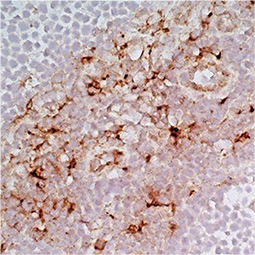 CD163 antibody [EDHu-1]