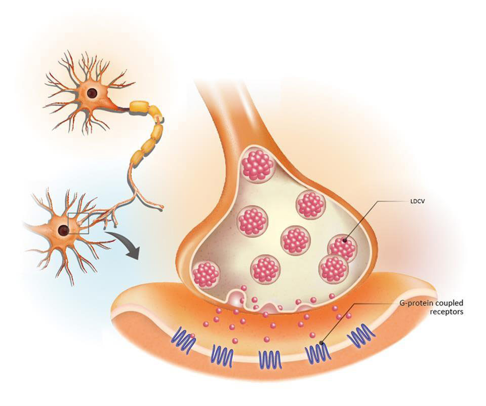 Neuropeptides