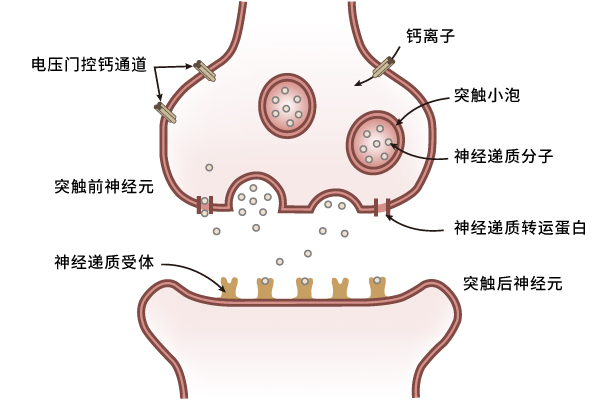 Neurotransmission