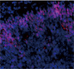 Dopamine Receptor D4 antibody [N1], N-term GTX108178