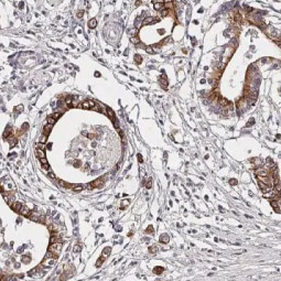 Dopamine Receptor D4 antibody [HL2850]