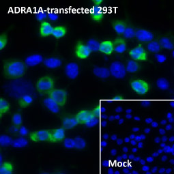 alpha 1a Adrenergic Receptor antibody [HL3291]