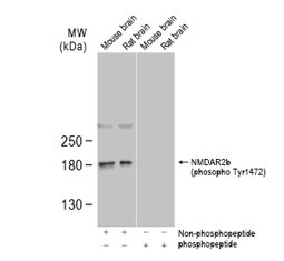 NMDAR2B (phospho Tyr1472) antibody GTX130183