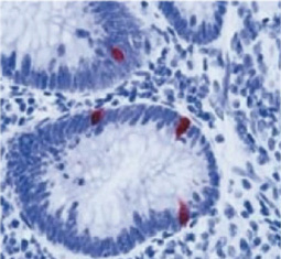 Serotonin antibody [5-HT-H209] GTX31099