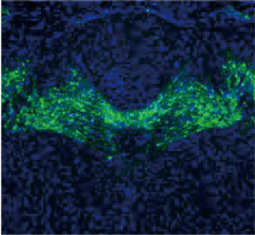 Tyrosine Hydroxylase antibody [GT234] GTX634481