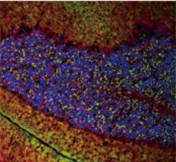 vGluT1 antibody (GTX133148)