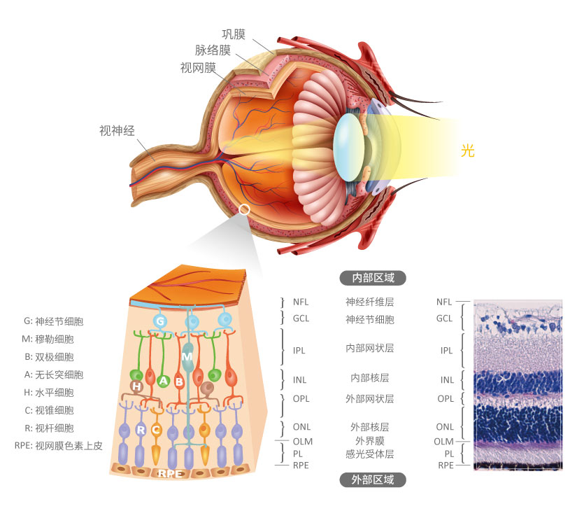 Vision and Retina