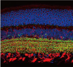 Synaptophysin antibody