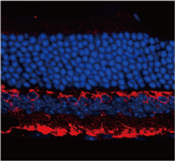 SCGN antibody