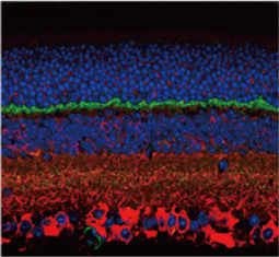 PSD95 antibody