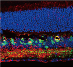 GFAP antibody