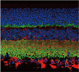 Synaptophysin antibody