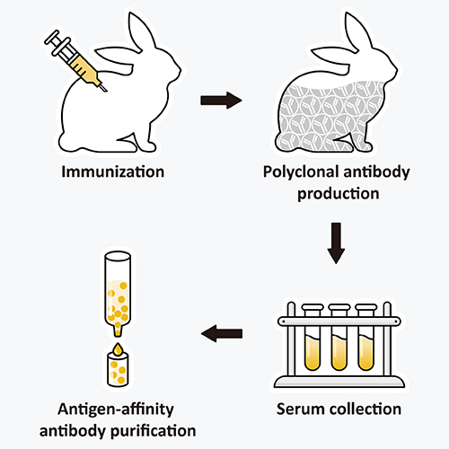 Flow Chart for Recombinant Antibody Production