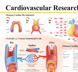 心血管研究