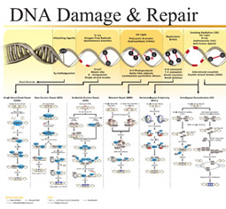 DNA损伤与修复