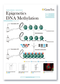Epigenetics DNA Methylation