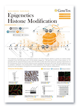 Epigenetics Histone Modification