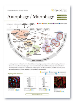 Autophagy / Mitophagy