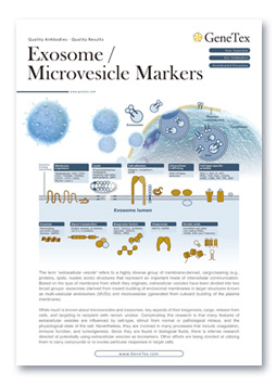 Exosome / Microvesicle Markers