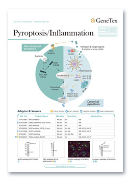 Pyroptosis / Inflammation