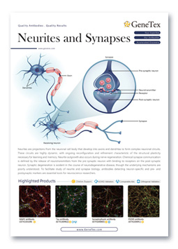 Neurites and Synapses