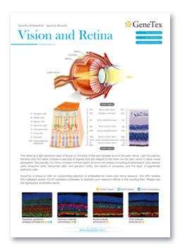 Vision and Retina