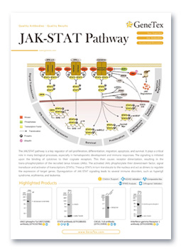 JAK-STAT Pathway