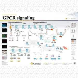 GPCR signaling
