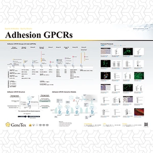 Adhesion GPCRs