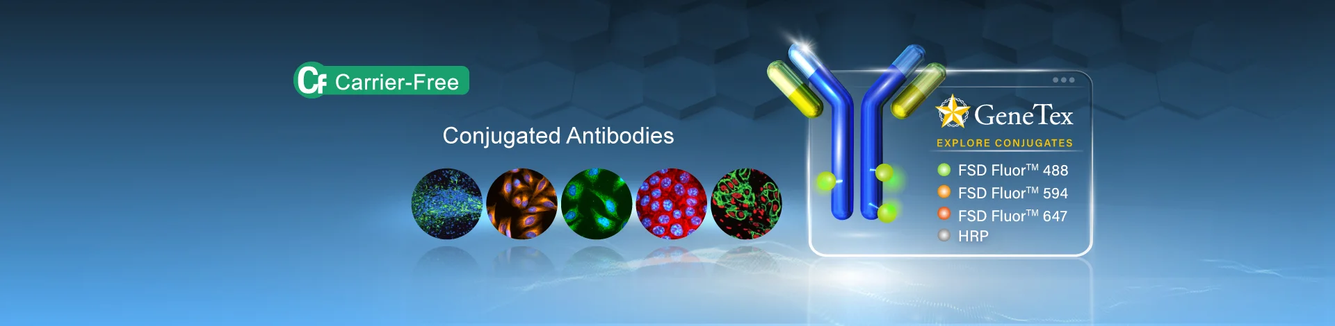 Conjugated Antibodies