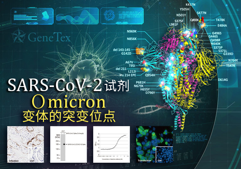 SARS-CoV-2 Omicron 变体的突变位点