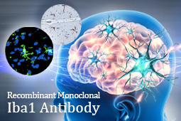 GeneTex Introduces Recombinant Monoclonal Iba1 Antibody