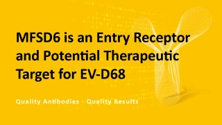 MFSD6 is an Entry Receptor and Potential Therapeutic Target for EV-D68