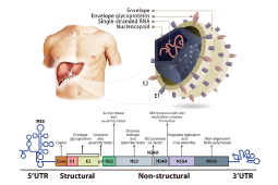 2020诺奖-丙型肝炎病毒研究的重大意义