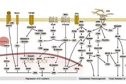 Novel Antibodies for E-cadherin Research
