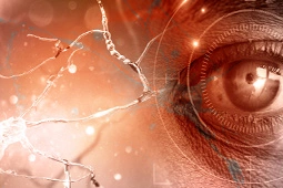人类多能干细胞，视网膜退行性疾病治疗新希望