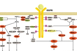 EGFR与相关癌化机制