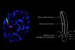 New ARL13B Recombinant Monoclonal Antibody for Cilia Research