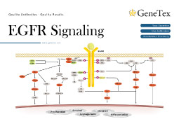 EGFR信号传导