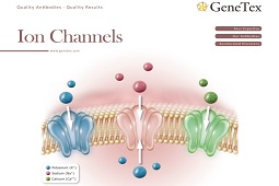 离子通道 | GeneTex中文官方网站